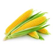 Yellow Corn 5 Ea, 옥수수 5개, Yellow Corn 5 Ea